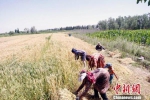 国家粮食局：中国库存粮食质量安全形势整体向好 - News.21cn.Com