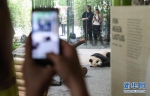 中国大熊猫抵德 柏林民众争先恐后看熊猫 - News.Ycwb.Com