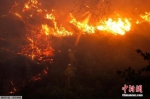 当地时间6月18日，葡萄牙中部地区Fato镇附近，消防员们正在奋力扑灭森林大火。近日，葡萄牙中部地区发生森林大火，截至18日，已造成至少62人死亡，还有数十人受伤。 - News.Ycwb.Com