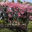 宫粉紫荆、异木棉……从化将新增3万多株花树，多个赏花点颜值爆表！ - 广东大洋网