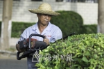 园林工人顶着烈日修剪绿化带。（林翔 摄） - Meizhou.Cn