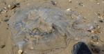 英海滩现罕见巨型水母搁浅 数量之多引民众恐慌 - News.Ycwb.Com