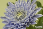 全球首株蓝色菊花在日本诞生！被惊艳到了 - 广东电视网