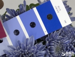 全球首株蓝色菊花在日本诞生！被惊艳到了 - 广东电视网