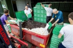 多国回收疑似被污染的鸡蛋。 图片来源：法新社 - News.Ycwb.Com
