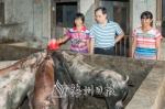 市委办驻村工作队了解贫困户杨六珍（左）生猪养殖情况。（连志城　摄） - Meizhou.Cn