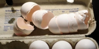 荷兰媒体报道，荷兰部分农场已使用混合的有害杀虫药长达超过1年，其中一家生产商的客户遍及英国、法国和波兰，但无证据显示在这三个国家出售的鸡蛋受到污染。 - News.Ycwb.Com