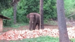 涉嫌“杀人”的印度大象 - 广东电视网