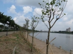 番禺又多了个微型休闲公园，将现千米长粉紫荆景观 - 广东大洋网