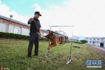 探班上海警犬训练基地 个个都是英勇“好汉” - News.Ycwb.Com