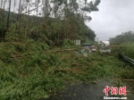8月23日，在西部沿海高速，有大树倒下，占据路面　欧阳征朝　摄 - 新浪广东