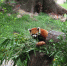 广州动物园的小熊猫（资料图）通讯员供图 - 新浪广东