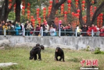 广州动物园的黑猩猩（资料图）通讯员供图 - 新浪广东