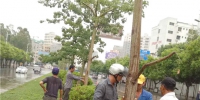 汕尾市园林局防御台风 加固道路绿化树木 - Southcn.Com