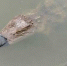 汕头小溪惊现1米长泰国暹罗鳄 已送至动物园收容 - 新浪广东