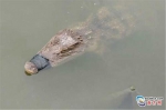 汕头小溪惊现1米长泰国暹罗鳄 已送至动物园收容 - 新浪广东