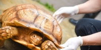 200只非洲巨龟进驻广州 属世界上第三大陆龟 - News.Ycwb.Com