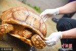 200只非洲巨龟进驻广州 属世界上第三大陆龟 - News.Ycwb.Com