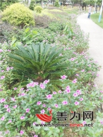 汕尾市区多处公园长春花长势繁茂 - Southcn.Com