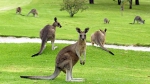 袋鼠数量太多 澳大利亚人提倡用“吃”解决 - 广东电视网