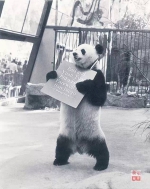 "盼盼"原型、福州传奇大熊猫巴斯去世，享年37岁！ - 广东电视网