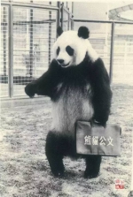 "盼盼"原型、福州传奇大熊猫巴斯去世，享年37岁！ - 广东电视网