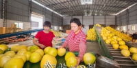 松口镇大黄村梅县金柚产业园内，工人们正在分拣蜜柚。（连志城 摄） - Meizhou.Cn