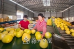 松口镇大黄村梅县金柚产业园内，工人们正在分拣蜜柚。（连志城 摄） - Meizhou.Cn