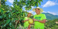 陈远航（右）和他的伙伴在柚园里查看柚子长势。（吴腾江　摄） - Meizhou.Cn