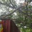 货车刮断一条树枝 村民称是“风水树”索赔18.8万 - News.Ycwb.Com