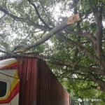 货车刮断一条树枝 村民称是“风水树”索赔18.8万 - News.Ycwb.Com