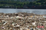 资料图：受长江上游强降雨影响，长江重庆段江面上出现大量垃圾。 周毅 摄 - 新浪广东