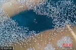 越南数千白草鸭围绕农夫觅食 景象壮观 - News.Ycwb.Com