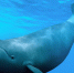 日本以“科学目的”为由 在太平洋捕杀177头鲸 - News.Ycwb.Com