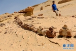埃及法尤姆“鲸鱼谷” 沙漠深处的古鲸博物馆 - News.Ycwb.Com