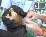 兽医在对受伤的游隼进行消肿止痛处理。　泸西县森林公安局 摄 - 新浪广东