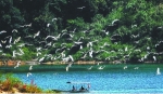 候鸟来穗 流溪河变身“白鹭天堂” - 广东大洋网