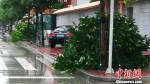 台风过后，记者在湛江市区巡街，只见到几棵被风吹倒的小树。　梁盛 摄 - 新浪广东