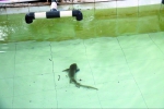 3米母护士鲨躁动产异物 原来是一只鲨鱼宝宝 - 新浪广东