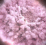 NASA发布了中子星相撞时产生的粉色云团。（图片来源：NASA） - News.Ycwb.Com