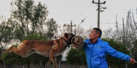 山西武警警犬训练营 看警犬是怎样练成的 - News.Ycwb.Com