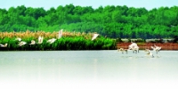 广州建19个湿地公园 野生动物多了 - 广东大洋网