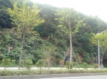 图为东城新源路的黄花风铃木，明年春节开花。 全媒体记者 叶珊 摄 - 新浪广东