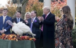 感恩节前夕特朗普特赦两只火鸡 不忘开奥巴马玩笑 - 新浪广东