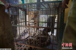 广州动物园1只豹子出逃 无发现伤人情况 - 新浪广东