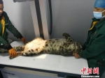 青海杂多受伤雪豹救助追踪：确定为车辆撞伤（图） - News.21cn.Com