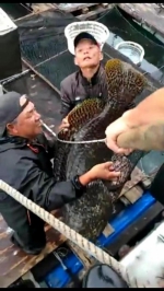 广东71岁老渔民仅凭手丝线钓起81斤大宝贝 - 新浪广东