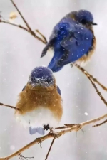 今日大雪 | 晚来天欲雪，能饮一杯无？ - News.Timedg.Com