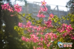 冬日花海美翻了 异木棉花在华南师范校园内绽放 - 新浪广东
