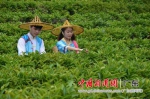 雁南飞茶田度假村已种植优质茶树1100多亩。 - 中国新闻社广东分社主办